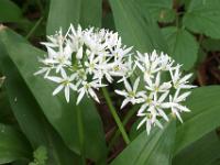 Sternförmige Blüten